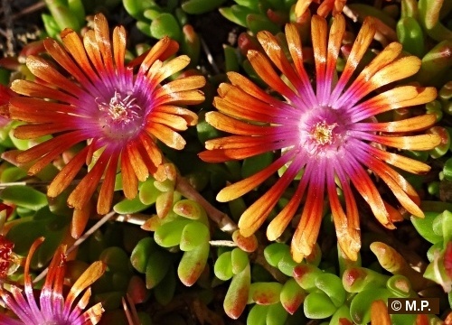 Delosperma Fire Spinner